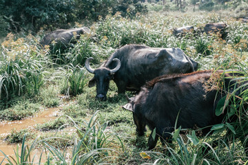 water buffalo