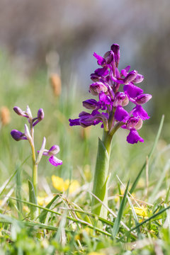 Orchis bouffon (Anacamptis morio)