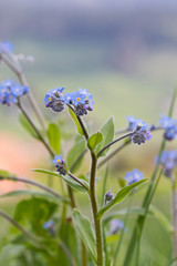Myosotis des champs (Myosotis arvensis)