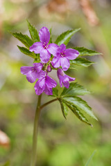 Cardamine