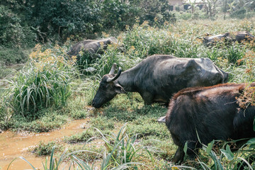 water buffalo grazing and bathing