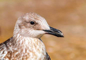 Close-up portrait of head of gray brown seagull bird on shore. Beautiful bright natural blurred background. Ukraine fauna