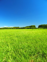 Obraz na płótnie Canvas 夏の水元公園の草原と林風景