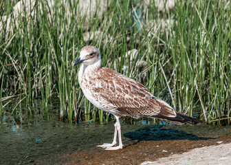 Close-up portrait of Single gray brown seagull bird walking on wet sand coast in green grass. Beautiful bright natural landscape horizontal background. Ukraine fauna