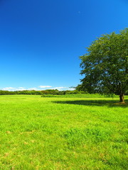 夏の水元公園の草原と林風景