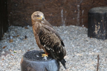 Volerie des Aigles