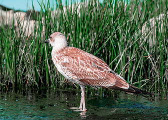 Close-up portrait of Single gray brown seagull bird walking on shore in green grass. Beautiful bright natural landscape horizontal background. Ukraine fauna