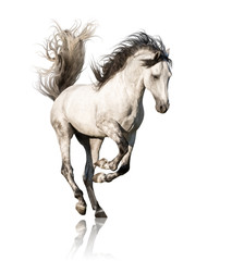 White Andalusian horse with black legs and mane galloping isolated on white background