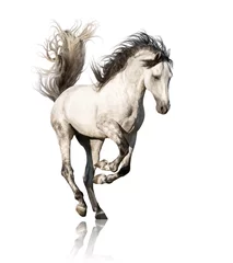 Fototapeten Weißes andalusisches Pferd mit schwarzen Beinen und Mähne im Galopp isoliert auf weißem Hintergrund © ashva