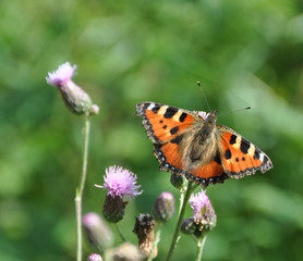 Kleiner Fuchs Aglais urticae