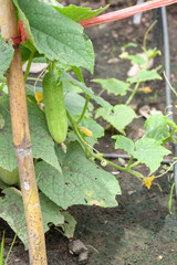 close up of cucumber plant in vegetable garden
