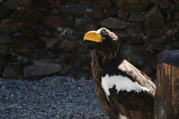 Volerie des Aigles
