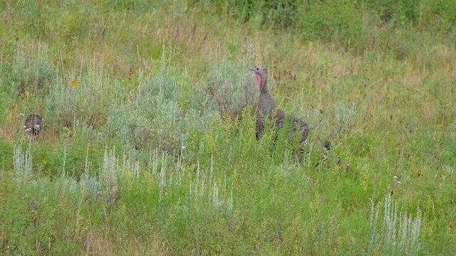 Close up of mother turkey walking in green grass with her babies