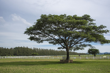 Fototapeta premium big trees on green field