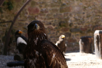 Volerie des Aigles
