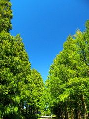 夏のメタセコイア林のある水元公園風景