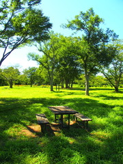 緑陰のある公園風景