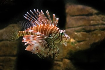 Lion fish