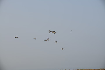 Flock of Oystercatchers (Hamatopus ostralegus)