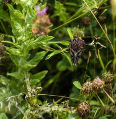 Silver Y Moth (Autographa gamma)