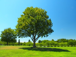 Fototapeta na wymiar 夏のみさと公園の草原と立ち木と林風景