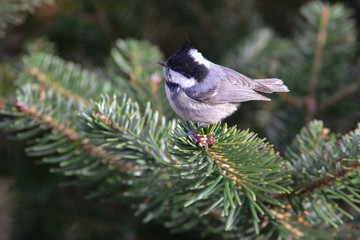 高山の鳥　ヒガラ