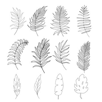 Set of palm,  jungle , tropical  leaves silhouettes isolated on