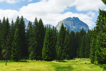 Fototapeta na wymiar Magical views of the dense green forest and meadow in the Durmitor National Park. 