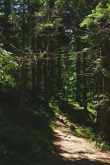 Obraz premium Dramatic forest landscape. Hiking trail in the forest of Durmitor National Park. 