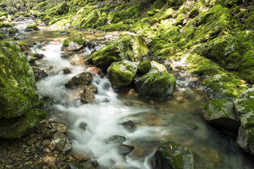 Obraz premium 苔むした石と飯干川の流れ