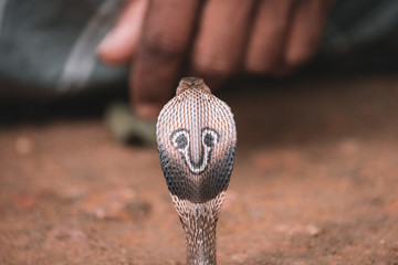 Snake in captivity