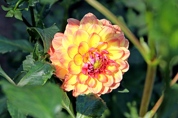 summer riot of flowers