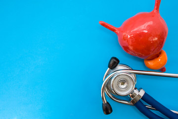 Anatomic study model of bladder with prostate and stethoscope on blue background occupy half of...