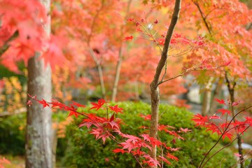 日本庭園の紅葉