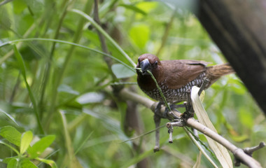 spice finch brown spotted munia eating grass seed perched on grassland close up wildlife bird habitat
