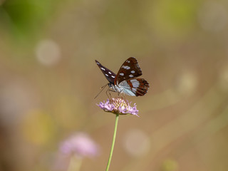 Limenitis reducta. Le Sylvain azuré