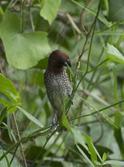 spice finch brown spotted munia eating grass seed perched on grassland close up wildlife bird habitat
