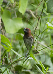 spice finch brown spotted munia eating grass seed perched on grassland close up wildlife bird habitat