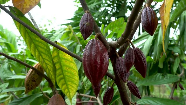 Cacao Tree (Theobroma cacao). Organic cocoa fruit pods in nature.