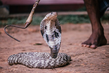 Cobra in captivity 