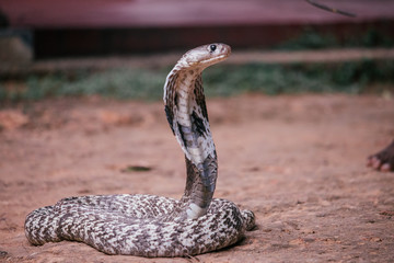 Poisonous cobra in southeast asia