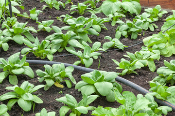 row of lettuce salad in the vegetable garden