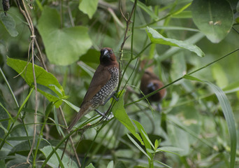 spice finch brown spotted munia eating grass seed perched on grassland close up wildlife bird habitat