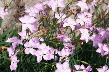 Dianthus gratianopolitanus or cheddar pink plant