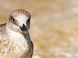 Close-up portrait of head of gray brown seagull bird looking into camera with curiosity on shore. Beautiful bright natural blurred background. Ukraine fauna