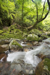 Naklejka na ściany i meble 緑の森の中の飯干川の流れ