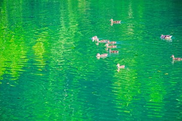 Fototapeta na wymiar Famiglia di germani reali nuota in un laghetto di montagna colore verde smeraldo