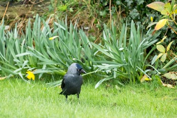 A jackdaw with a thoughtful look in his eye.