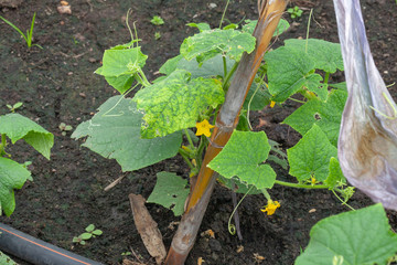 close up of cucumber plant in vegetable garden