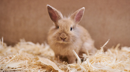 Cute beautiful rabbit in the petting zoo. 